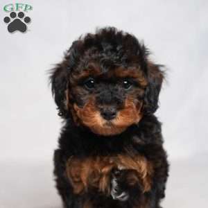 Jessica, Cavapoo Puppy